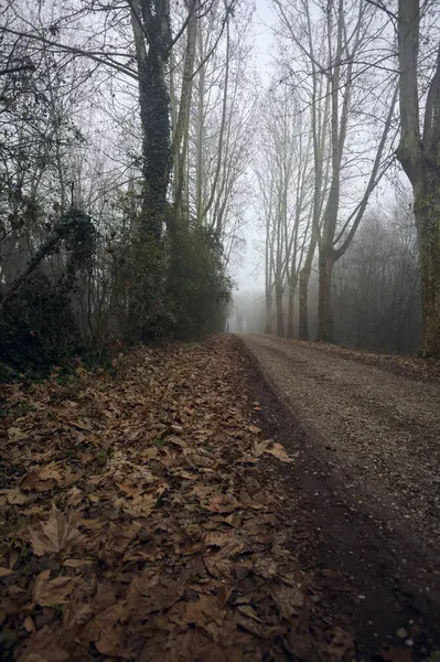 Dark path in a park on a foggy day
