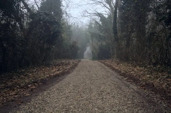 Path bordered by trees on a foggy day