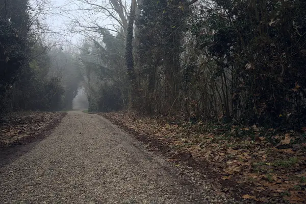 Path bordered by trees on a foggy day