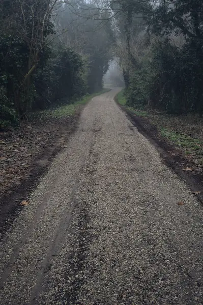 Sisli bir günde ağaçlarla çevrili bir yol