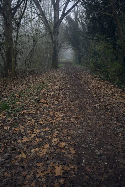 Kemerli ağaçların altında yol