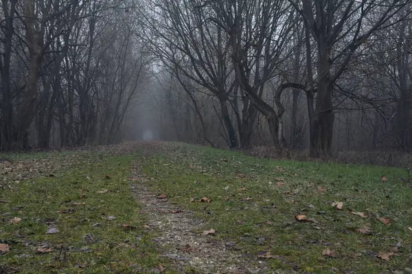 Kemerli ağaçların altında yol
