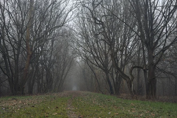 Kemerli ağaçların altında yol