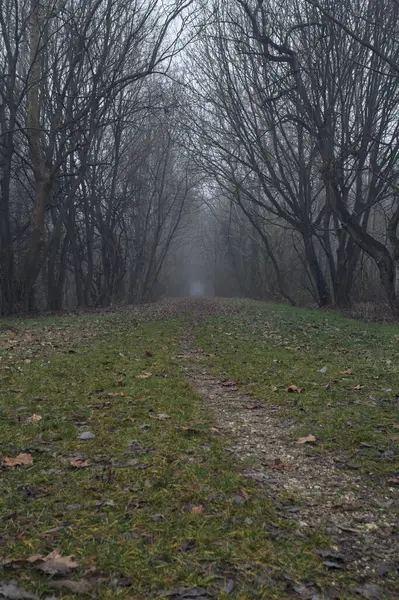 Kemerli ağaçların altında yol