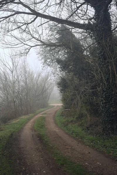 Göl kıyısındaki bir parkta toprak patika.