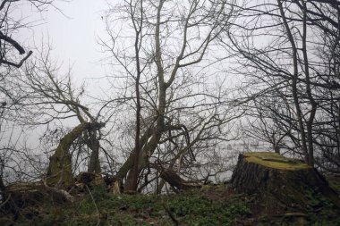 Göl kıyısında kesilmiş ağaçlar ve dallar.