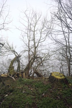 Göl kıyısında kesilmiş ağaçlar ve dallar.