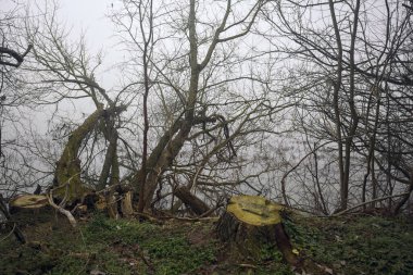 Göl kıyısında kesilmiş ağaçlar ve dallar.