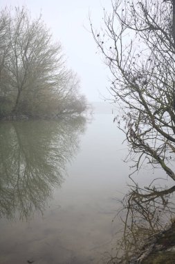 Göl kıyısında çıplak bir ağaç.