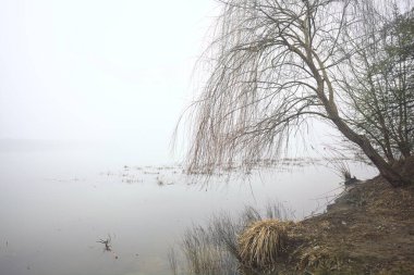 Göl kıyısında çıplak bir ağaç.