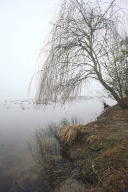 Göl kıyısında çıplak bir ağaç.