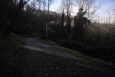 Ormandaki yamaçta kaldırımlı patika.