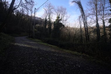 Ormandaki yamaçta kaldırımlı patika.