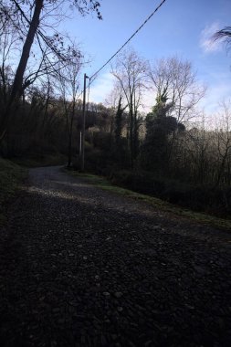 Ormandaki yamaçta kaldırımlı patika.