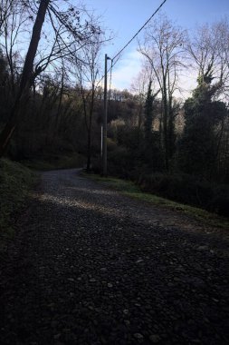 Ormandaki yamaçta kaldırımlı patika.