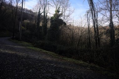 Ormandaki yamaçta kaldırımlı patika.