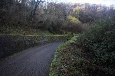 Ormandaki kaldırımlı bir yolda kavis.