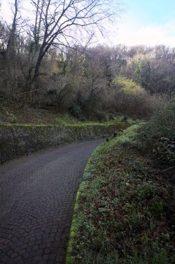 Ormandaki kaldırımlı bir yolda kavis.