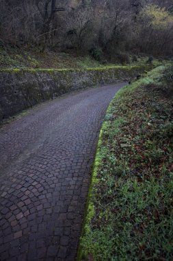 Ormandaki kaldırımlı bir yolda kavis.