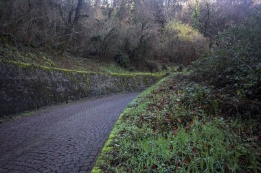 Ormandaki kaldırımlı bir yolda kavis.