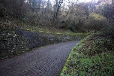 Ormandaki kaldırımlı bir yolda kavis.