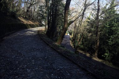 Dağdaki bir ormanda yolları ayırmak.