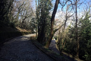 Dağdaki bir ormanda yolları ayırmak.