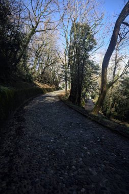 Dağdaki bir ormanda yolları ayırmak.