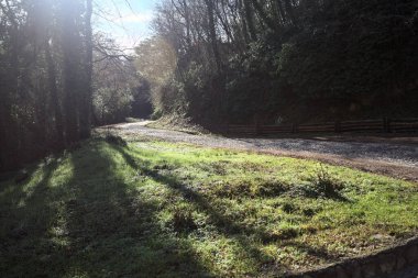 Gündüz vakti ormanda kaldırımlı bir yol