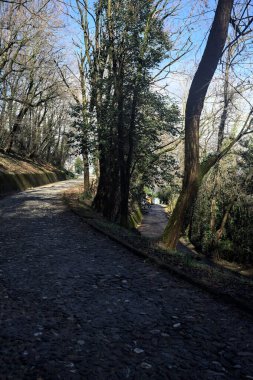 Dağdaki bir ormanda yolları ayırmak.