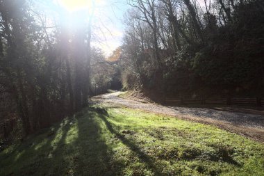 Gündüz vakti ormanda kaldırımlı bir yol