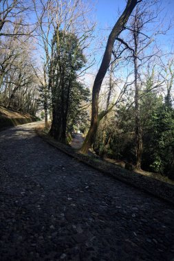 Dağdaki bir ormanda yolları ayırmak.