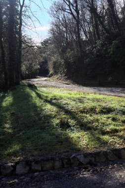 Gündüz vakti ormanda kaldırımlı bir yol