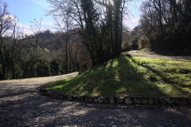 Gündüz vakti ormanda kaldırımlı bir yol