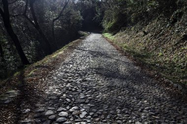 Gündüz vakti ormanda kaldırımlı bir yol