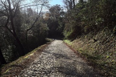 Gündüz vakti ormanda kaldırımlı bir yol