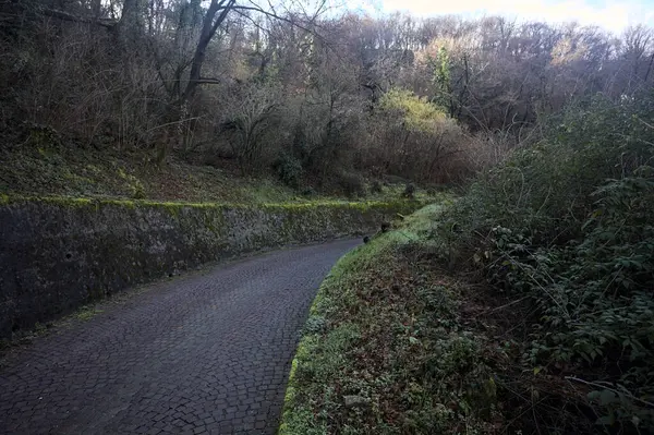 Ormandaki kaldırımlı bir yolda kavis.