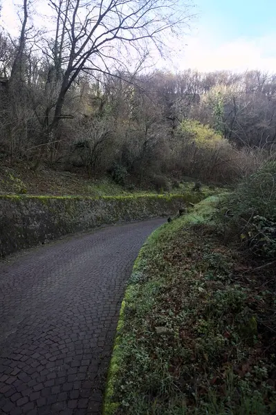 Ormandaki kaldırımlı bir yolda kavis.