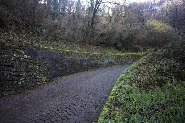 Ormandaki kaldırımlı bir yolda kavis.