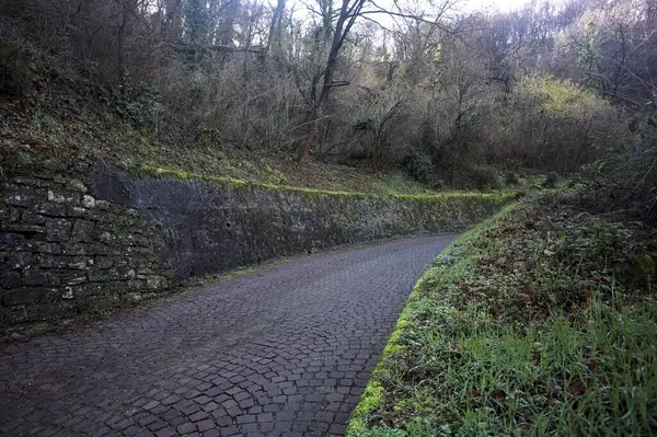 Ormandaki kaldırımlı bir yolda kavis.