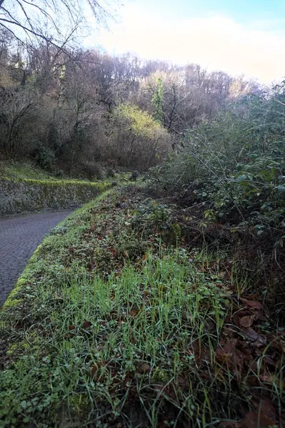 Ormandaki kaldırımlı bir yolda kavis.