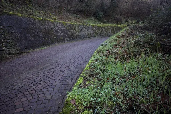 Ormandaki kaldırımlı bir yolda kavis.