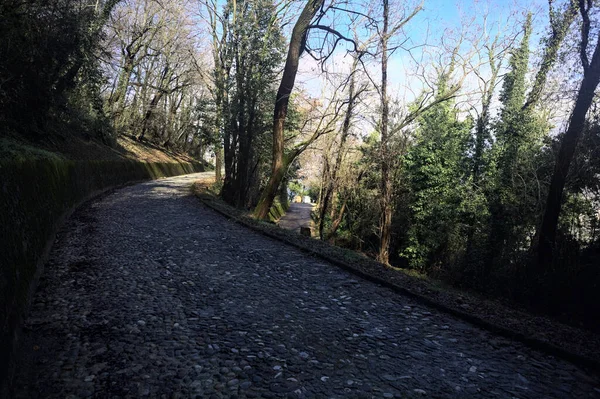 Dağdaki bir ormanda yolları ayırmak.