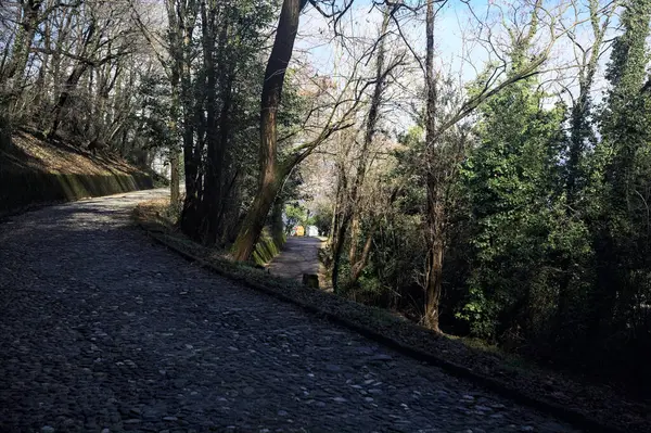 Dağdaki bir ormanda yolları ayırmak.