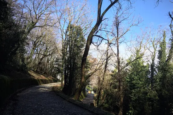 Dağdaki bir ormanda yolları ayırmak.