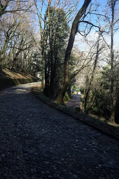 Dağdaki bir ormanda yolları ayırmak.