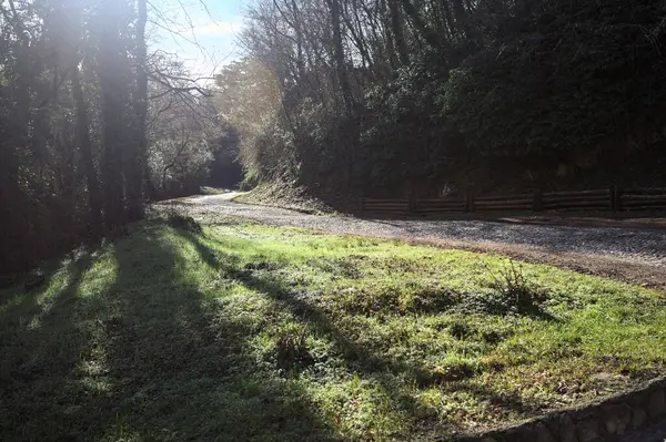 Gündüz vakti ormanda kaldırımlı bir yol