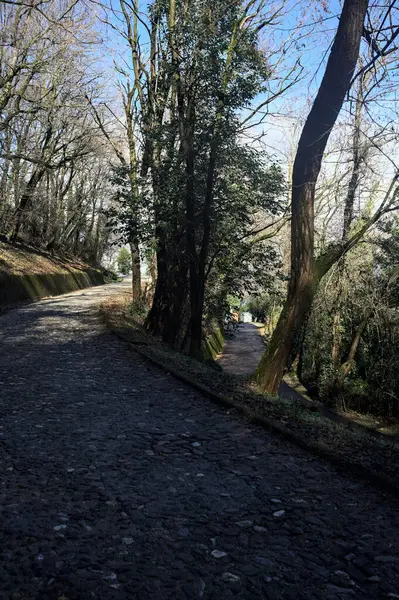 Dağdaki bir ormanda yolları ayırmak.