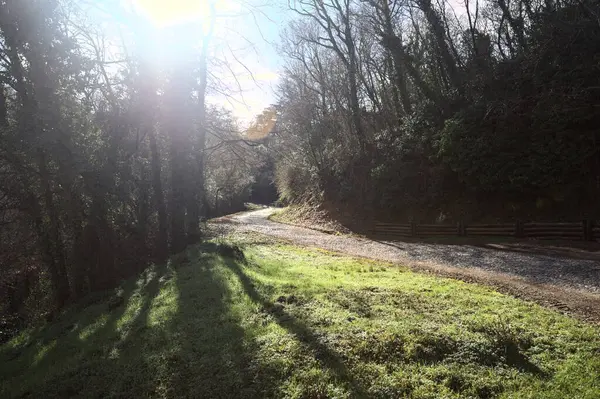 Gündüz vakti ormanda kaldırımlı bir yol