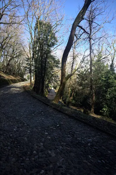 Dağdaki bir ormanda yolları ayırmak.